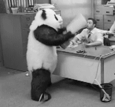 angry-panda