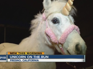 Runaway_unicorn_leads_California_police__0_32614369_ver1.0_320_240