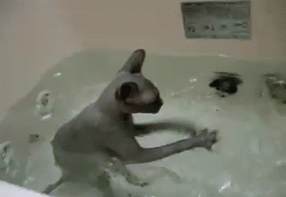 splash-cat